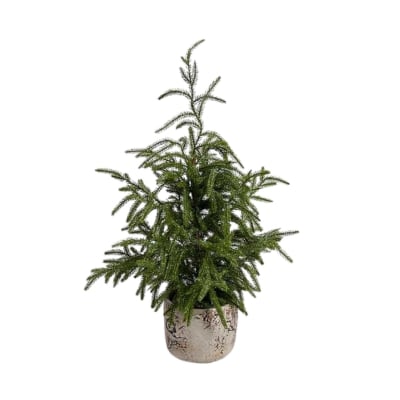 A small norfolk pine christmas tree in a pot on a white background.