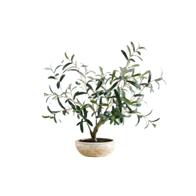 Olive tree in a pot, achieving the pottery barn look for less, on a white background.