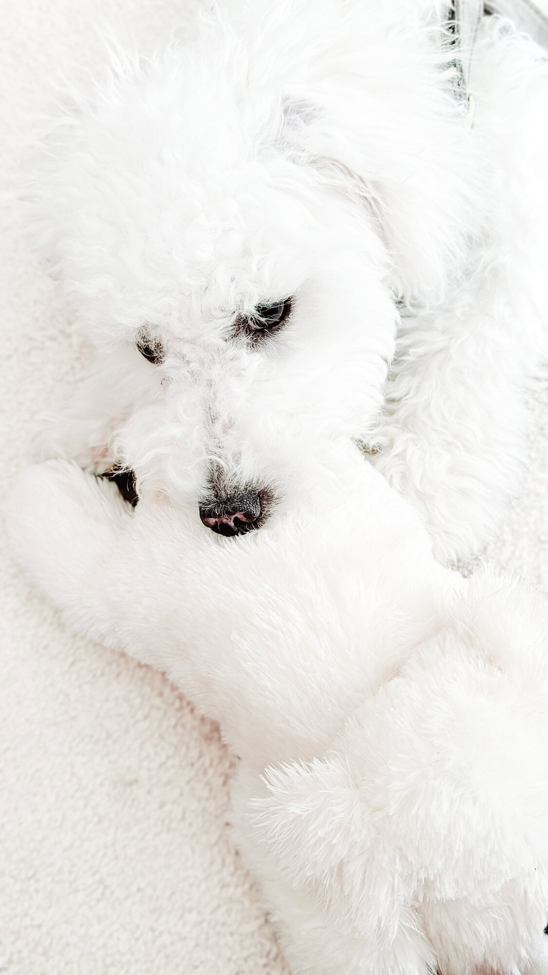 A white fluffy dog lies on a white surface, resting its head on a white plush toy.